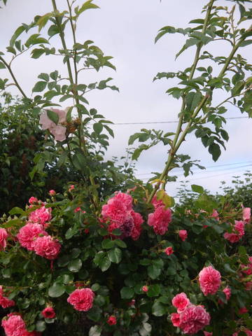Rosier pleureur