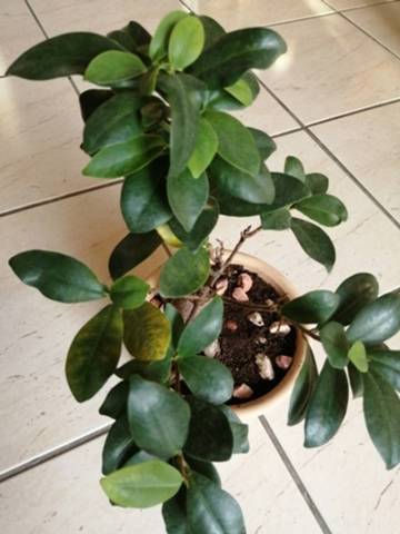 Ficus benjamina miniature
