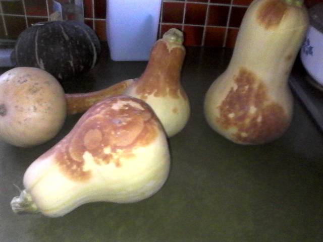 Taches sur butternut