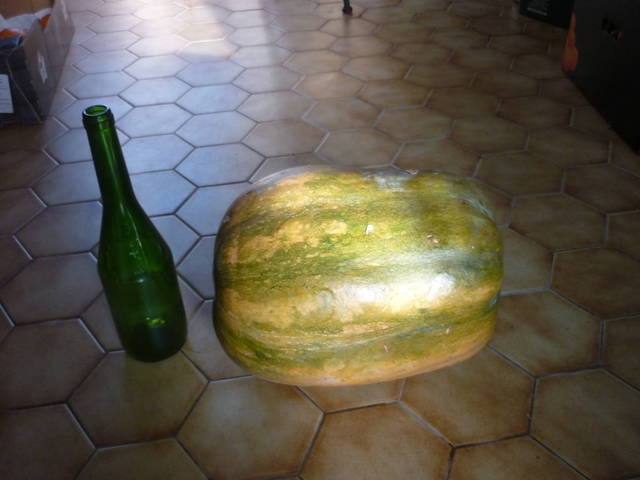 Courge comestible?