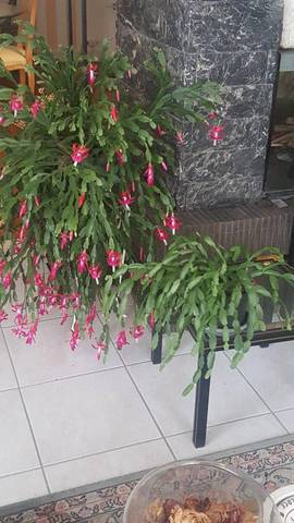 Ma bouture de schlumbergera ne fleurit pas 