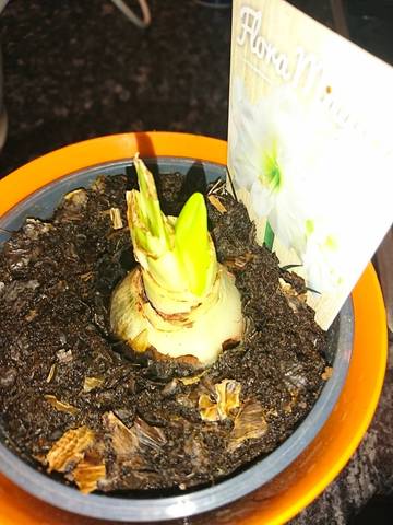 Odeur bulbe amaryllis