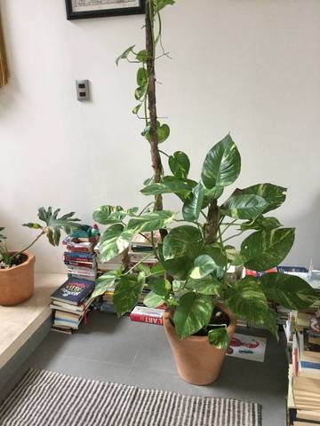 Potho trou dans les feuilles et tâches marron
