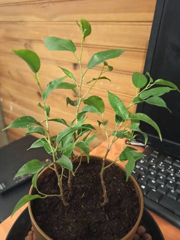 Ficus benjamina entretien