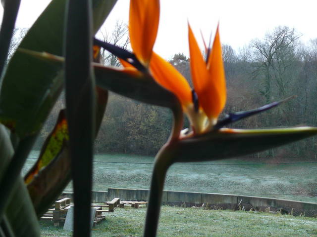 Un strelitzia réginaé atteint par le coronavirus? 