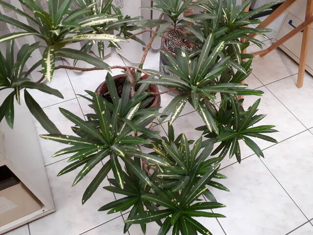 Qui connaît cette plante verte?