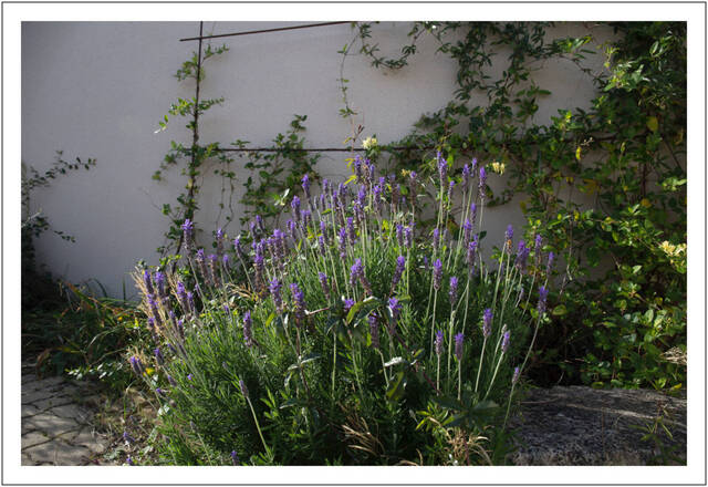 Lavendula dentata