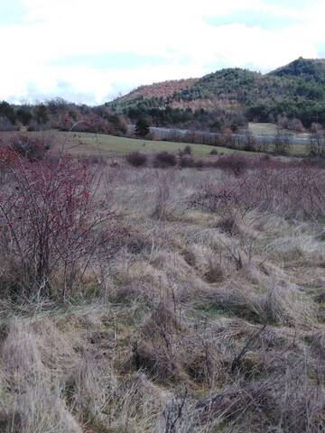 Comment se débarrasser de buissons d'églantiers 