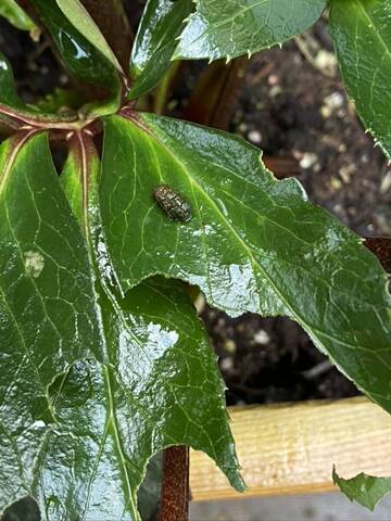 Identification ravageur sur hellebore