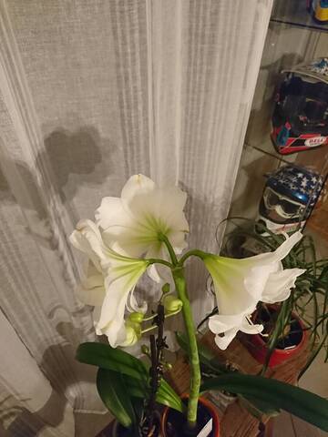 Retour odeur bulbe amaryllis