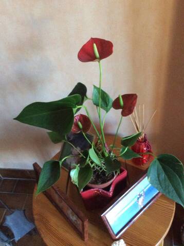 anthurium paressant fatiguée