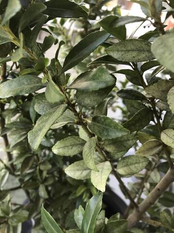 Ilex crenata, feuilles décolorées