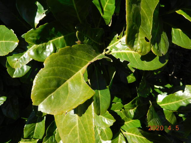 Laurier-prunus dévoré par chenille noire
