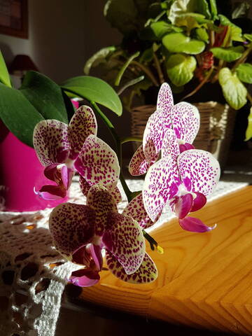 Orchidée en cache-pot