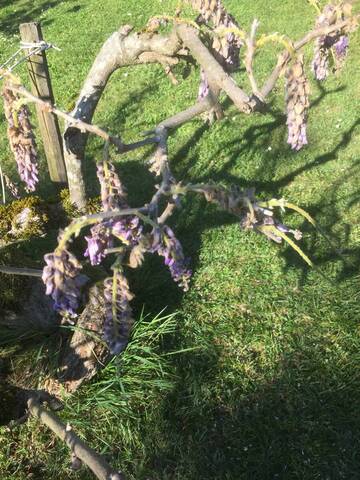 Glycine en péril