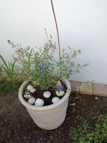 Teucrium azureum peu de fleurs 