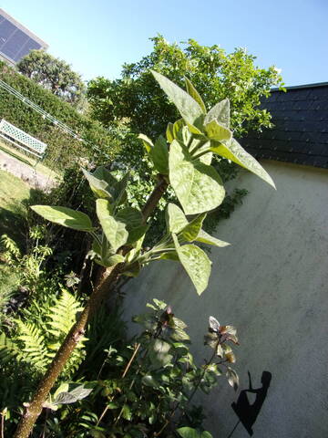 Plante inconnue