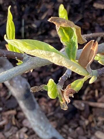Magnolia soulangiana souffrant
