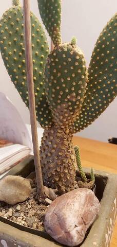 Cactus maladie