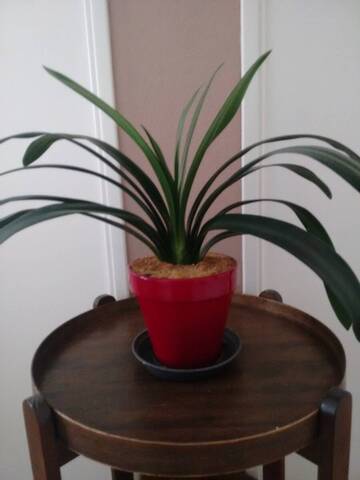 Clivia qui ne fleurit pas