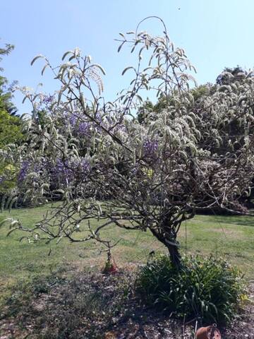 Glycine mutante