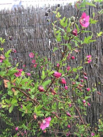 Identification plante