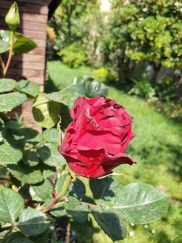 Fleurs de rosiers qui sèchent