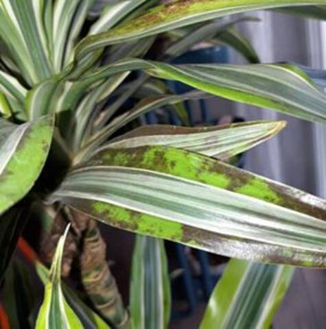 Dracaena a pris froid