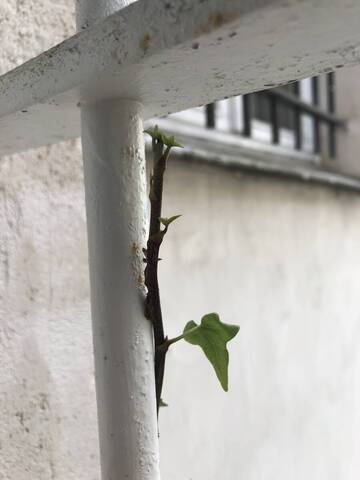Lierre grimpant ne pousse plus