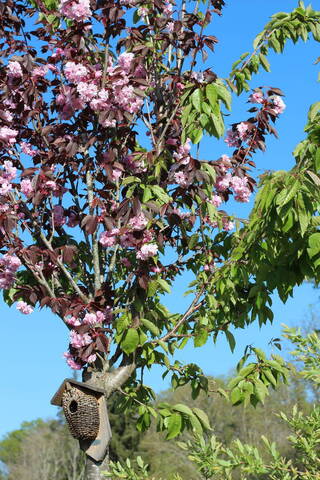Prunus bi-color… est-ce normal ?