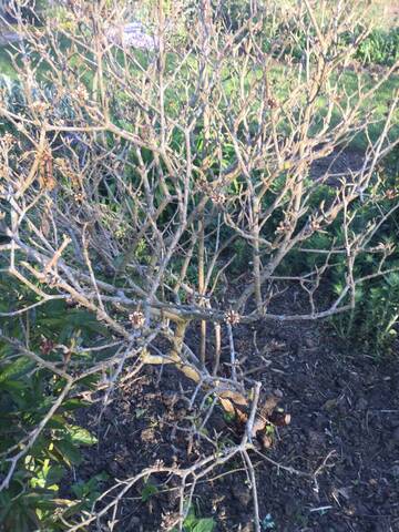 Viburnum carlesi