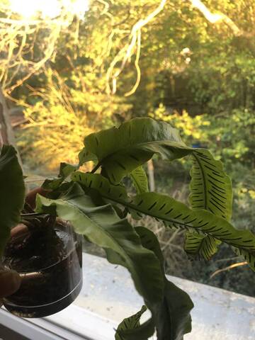 Nom de plante