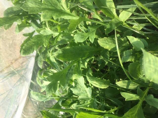Quelle est cette plante?