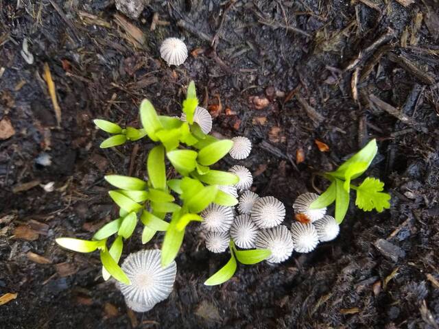 Champignon dans mon potager
