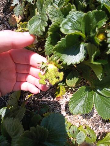 Fraises difformes sur tous les plants
