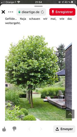 Types arbres