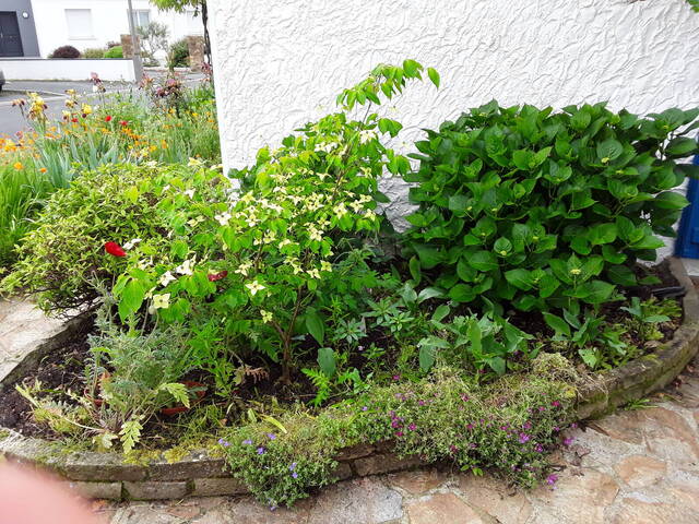 Pas de floraison pour mon cornus florida