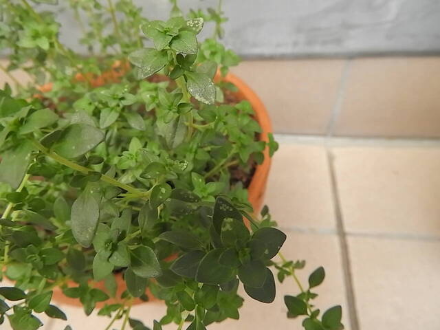 Mon thym à des traces blanches