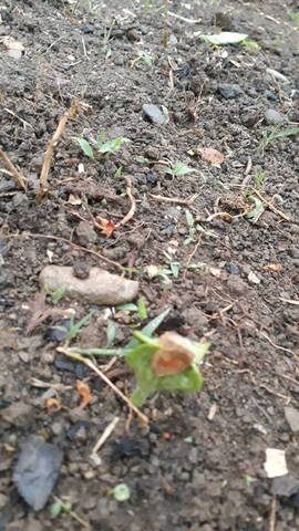 Différencier des plants de cucurbitaceae