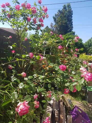 Les branches de mon rosier s'affaissent