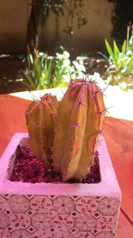 Cactus malade