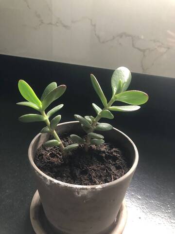 Bouture crassula
