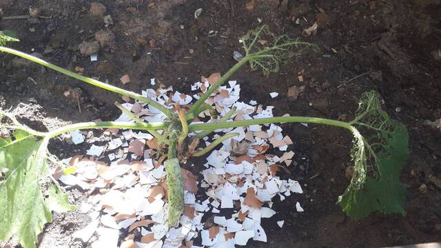 Mon plant de courgettes s'est fait dévorer