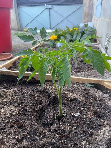 Feuilles de mes pieds de tomate qui fletrisse 