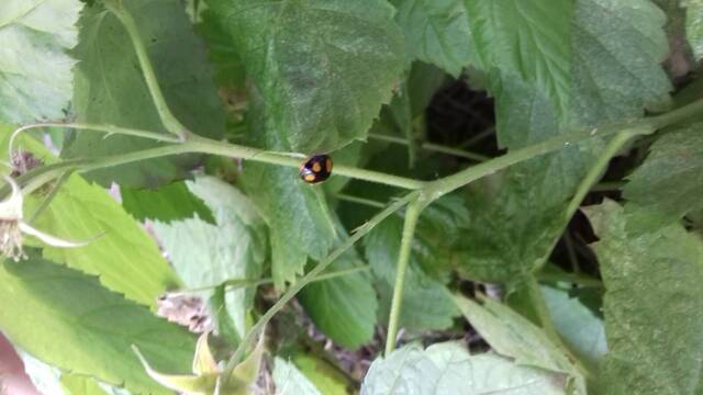 Coccinelle asiatique