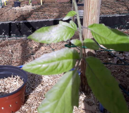 Feuilles de tomates blanches