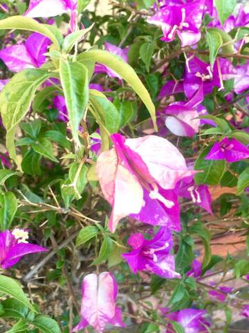 Bougainvillée fleurs blanchissent