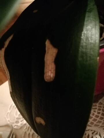 Tâches bizarres sur feuilles d'orchidées