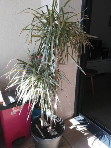 Des larves dans le pot de mon dragonnier
