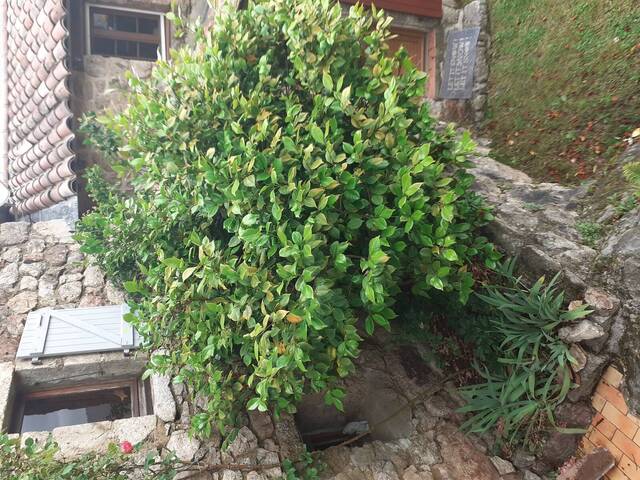 Taille d'un vieux camelia